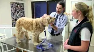 Veterinary Surgery Glen Waverley Glenvale Veterinary Clinic VIC