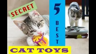 Cat Toys - Secret Top 5 (Proof) #petsgopublic