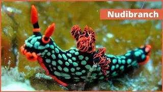 Голожаберный моллюск | Морской слизень | Самые красочные морские существа