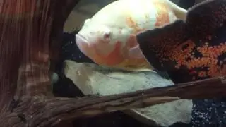 Oscar Fish Laying Eggs On Rock!