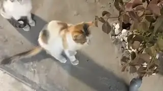 جماعة القطط قطاطيس مع سندس سنادس 🐈