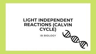 IB Biology: Light Independent Reactions (Calvin Cycle)