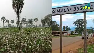 Cibitoke/ Umutekano : Ibiziga bine vyaratowe muri komine Buganda mu kiringo
