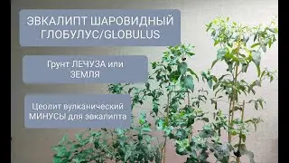 🌳ЭВКАЛИПТ ШАРОВИДНЫЙ ГЛОБУЛУС/GLOBULUS. Формирование и тонкости выращивания на различных грунтах.