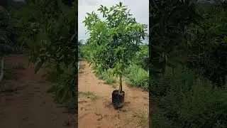 Kehar mango plants available hear SK hi-tech nursery Latur contact number 8308784451