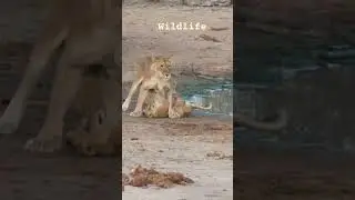wildlife exploration part 04 #wildlife #wildanimals #trap #wild #exploration #discoveries