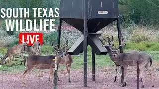 South Texas Wildlife LIVE!