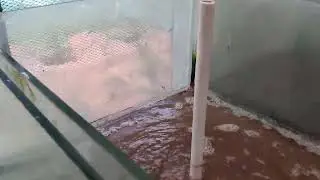 artimia, brine shrimp culture as live feed