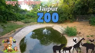 Jaipur's BEST Wildlife Spot for Families