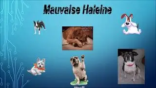 MAUVAISE HALEINE DU CHIEN