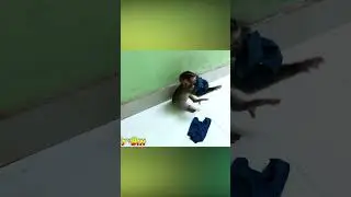 Monkey BIN goes to the toilet by himself #monkey #monkey #monkey