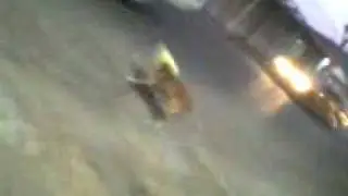 Perro enbolsado