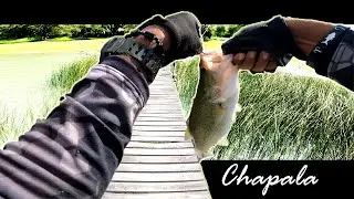 COMO pescar en LAGO DE CHAPALA se&ntilde;uelo suave