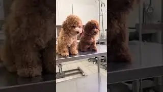 Double the Cuteness &ndash; Two Pups, One Heartwarming Moment! #adorabledogs #puppybonding