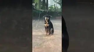 The Last Wait: A Loyal Dog Still Hoping His Owner Will Come Home 🌧🐾