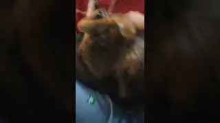 #dog #antizoo #thicc