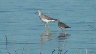 Greater & Lesser Yellowlegs