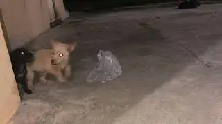 Both doggies bite each other 