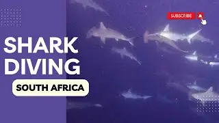 Dive with Sharks, Rays, and Ocean Wonders - South Africa, Protea Banks