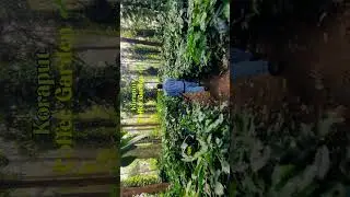 KORAPUT COFFEE GARDEN 🌿#koraput #koraputcofee #odisha