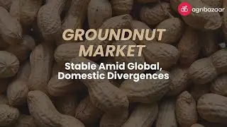 Groundnut Insights! | agribazaar