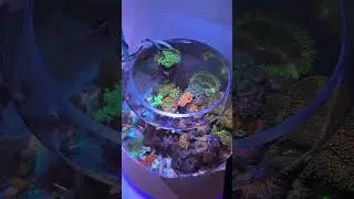 The 5.5g Reef Bowl is 2 Years Old! - In Depth Description