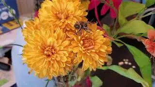 Taming your Jumping Spider