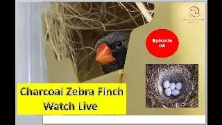 Zebra Finch Bird Live egg hatching Episode 08 | Birds breeding | Bird noises| Bird Nest| Bird Babies