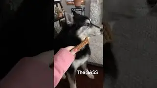 Her dog rejected her on Valentine&rsquo;s Day 😂
