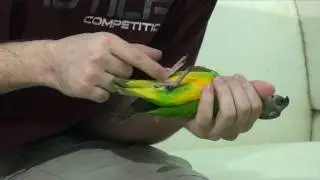Kili Senegal Parrot - Cutting Nails & Filing Beak and Nails