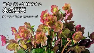 楽なのに抜群の花付き【クリスマスローズ氷の薔薇】咲かせる為に行なったこと