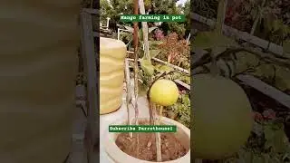 How to Grow Mango in the Pot | #plants #mango #shorts #farming