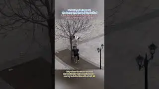【This Border Collie Chose to Walk Someone Else&rsquo;s Dog】