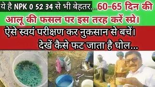 ये है NPK 0 52 34 से बेहतर,60-65 दिन की आलू की फसल पर इस तरह करें स्प्रे। परीक्षण कर नुकसान से बचें।