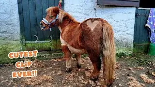 Clipping Blossom the Miniature Shetland Pony - Pony Fun