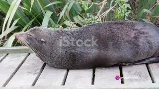 The Adventurous New Zealand Fur Seal: What You Need to Know