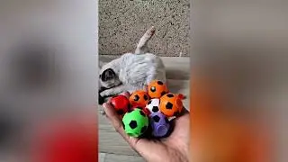 Cat Bella Beads Balls🌈 😻 🔴🔵🟣🟢🟡Color effects #shorts 