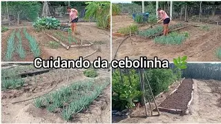 “Dia de capina e adubação nos canteiros de cebolinha 🌿”