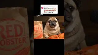 Pug tries Red Lobster!🦞 #shorts