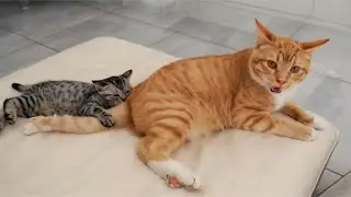 Tiny Kitten RULES the Big Cat &mdash; HEART MELT & FUNNY CATS 😻🐾