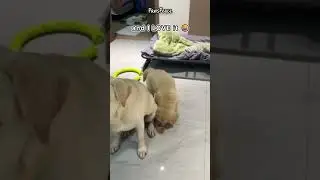 Mom&hellip; There&rsquo;s a REALLY Fun Toy Here 😂 | Puppy Logic