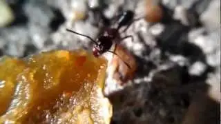 Insect Strength - Ant Drags Jalapeno