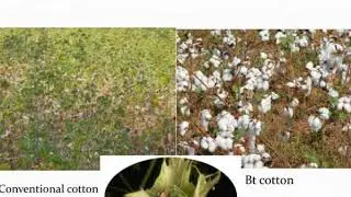 biotechnology for sustainable development