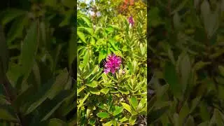 🌿VERONICA SPECIOSA🌿(hebe speciosa)