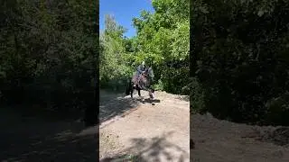 #horse #friz #frisian #equestrian #equestrianjourney #horseenthusiast #horsetrack #horsefan