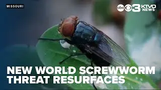 New World screwworm threat resurfaces as cases move closer to Texas border