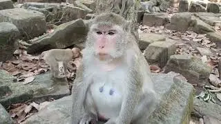 Wildlife monkeys in Amber troop - Monkey Wildlife 596