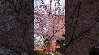 #spring #cherryblossom #cherry #washingtondc #festival #flowers #flower #happy #happiness #travel