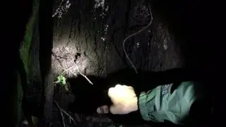 Guided night walk at Monteverde - see tarantula