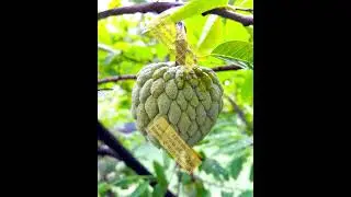 Sitaphal! Custard apple! Benefits of custard apple. Sitaphal ke fayde #motivation #plants #facts